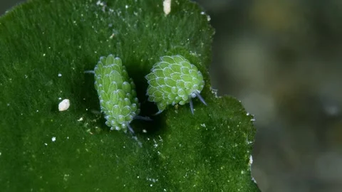 Tiny sea creatures Stock Footage 252016650