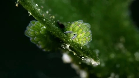 Tiny sea creatures Stock Footage 252016677