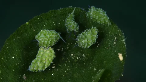 Tiny sea creatures Stock Footage 252016686