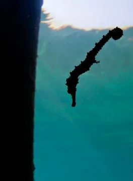 Tiny sea horse Stock Photos