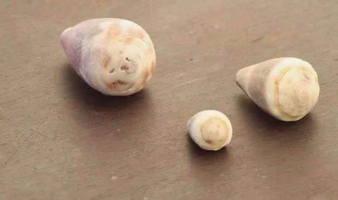 Tiny sea shells Stock Photos