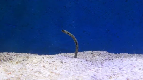 Tiny sea snake, spotted eel, sway in waters, quickly look into camera Video stock 51109162