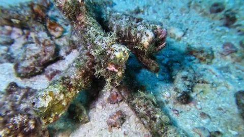 Tiny Sea Spider Trying To Sense Where To Go Next 스톡 동영상 257718441