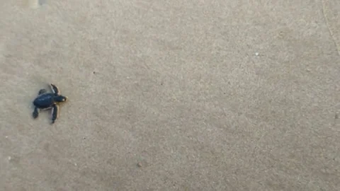 Tiny Sea Turtle Crawling Across Sandy Beach Stock Footage 296979286