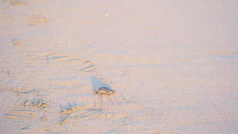 Tiny Sea Turtle Crossing Pale Sand Stock Footage 337526836