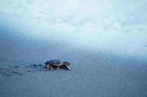 Tiny Sea Turtle Crossing Wet Sand Stock Photos