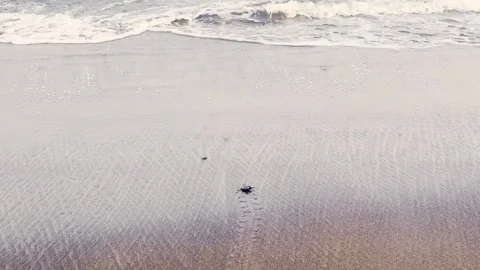 Tiny sea turtle hatchling crosses a broad wet beach toward distant breaking.. Stock Footage 340059736