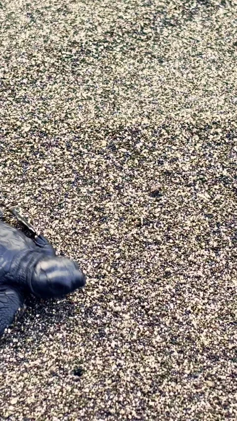 Tiny sea turtle hatchling moves along the edge of a textured sandy beach. Stock Footage 340115762