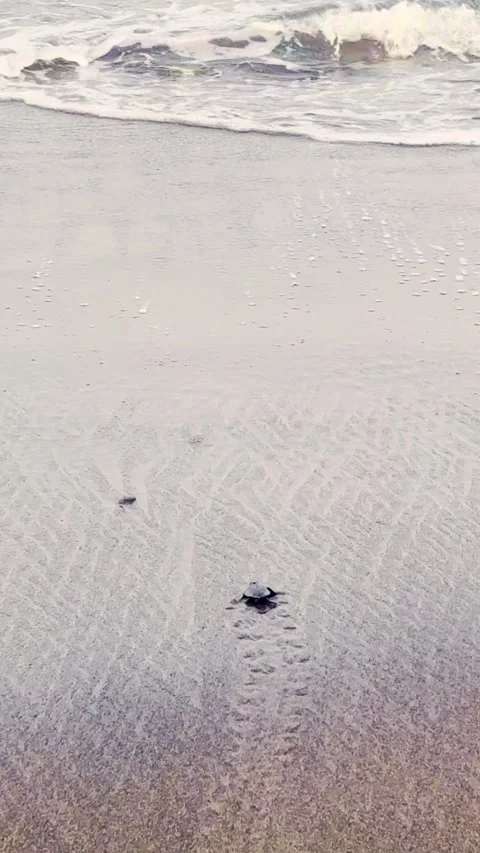 Tiny sea turtle hatchlings cross a broad wet beach toward distant ocean waves Stock Footage 340115819