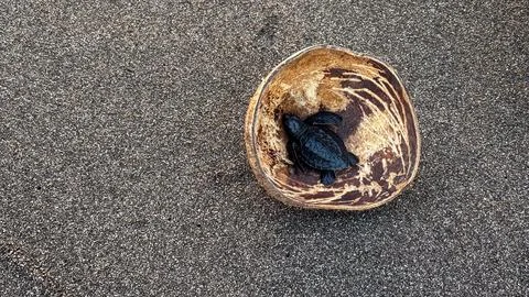 Tiny sea turtle hatchlings shelter in a coconut shell on dark sand. Stock Photos
