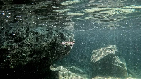 Tiny Sea Turtle Swimming Against Water Current Underwater - medium shot 스톡 동영상 171095798