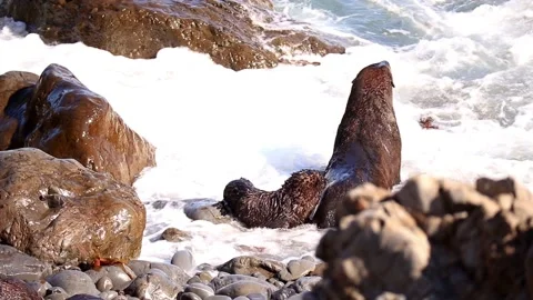 Tiny Seal Going To Mum Видео 130587351
