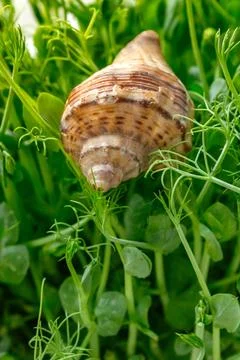 Tiny seashell against green grass in soft sunlight Stock Photos