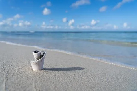 Tiny seashell on the white sand beach, blue sky and copy space. Vacation and Stock Photos