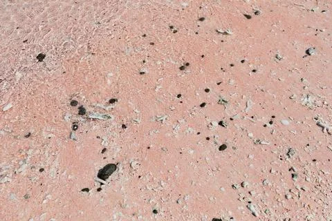 Tiny seashells on the beach with pink sand Foto stock