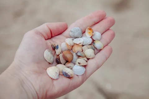 Tiny seashells rest on a palm against the backdrop of a sandy beach Stock Photos