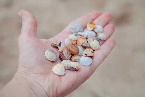 Tiny seashells rest on a palm against the backdrop of a sandy beach Stock Photos