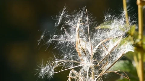 Tiny seed parachutes are floating away from a fireweed plant 스톡 동영상 97996021
