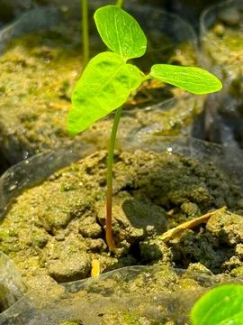 Tiny seedling emerges triumphantly with vibrant green leaves from the earthy  Foto stock