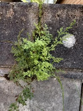 Tiny Seedling Thriving Despite Tough Urban Concrete Environment Stock Photos