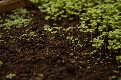 Tiny seedlings of some plants Foto stock