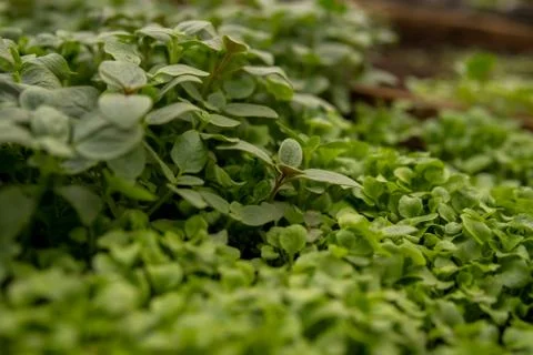 Tiny seedlings of some plants Stock Photos