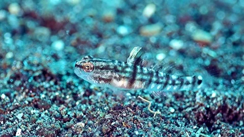 Tiny semi-transparent goby (pygmy or dwarf) eating sand Video stock 71480147