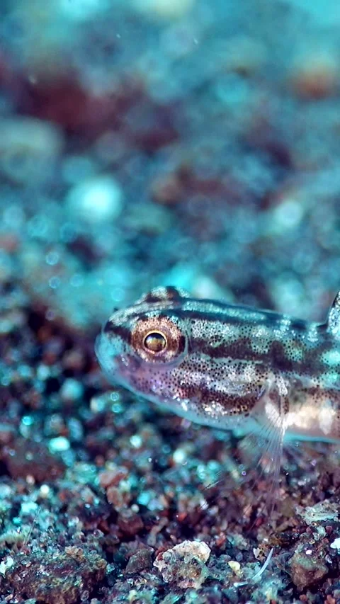 Tiny semi-transparent goby (pygmy or dwarf) eating sand Stock Footage 224908414