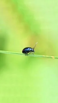 Tiny Sentinel Stock Photos