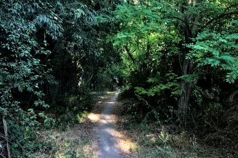 Tiny shady path with trees arching on it in a park in the countryside at suns Stock Photos