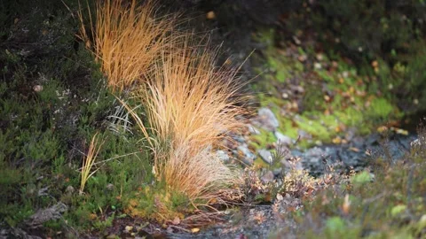 A tiny shallow stream flows surrounded by the vibrant colours of the Video stock 283996317