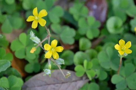 Tiny shamrock on grass Stock Photos