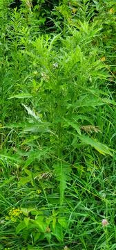 Tiny Shaped Plants Foto stock