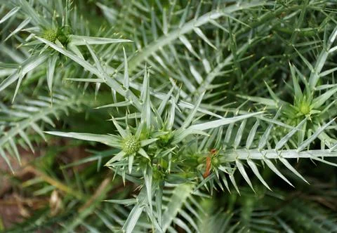 Tiny sharp leaves of Eryngium Umbellifera from a Parsley family Stock Photos