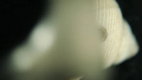 Tiny Shell with Hole and Magnifying Glass Video stock 80172873