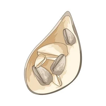 Tiny shell illustration Stock Illustration