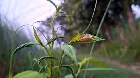 Tiny Shell Mollusk Resting On Wild Plant Stem Stock Footage 345663778
