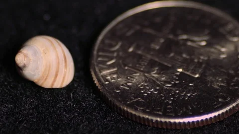 Tiny Shell Next to Dime Video stock 80134547