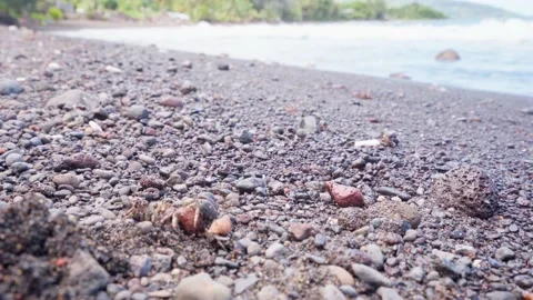 Tiny shellfish closeup crawling on a rocky tropical beach. Video stock 166015681
