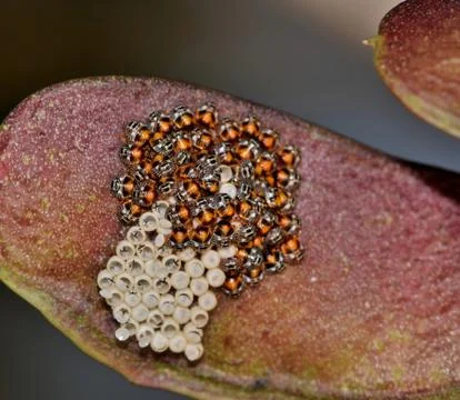 Tiny shield bugs hatching from eggs. Stock Photos