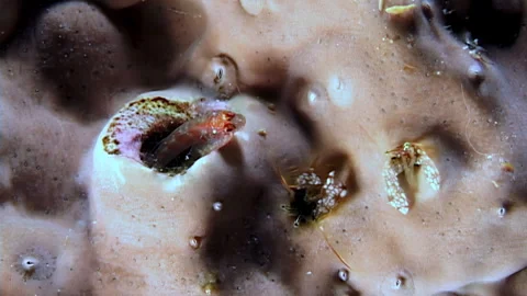 Tiny Shrimp and Crabs Explore Coral Tunnels for Food in Underwater World Stock Footage 334915539