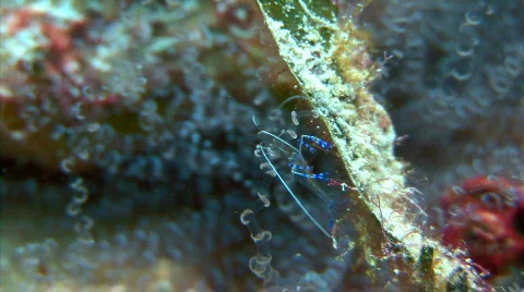 Tiny shrimp on anemone Stock Footage 721922