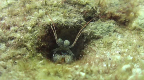 Tiny shrimp feeding from hole 動画素材 33110511