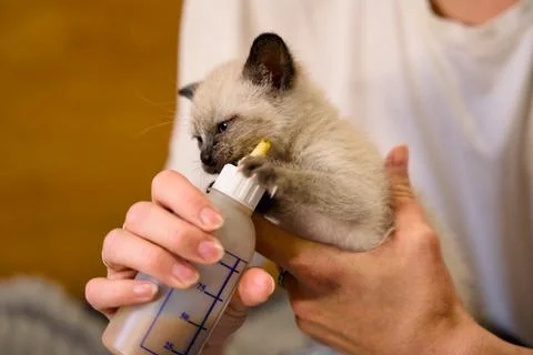 Tiny Siamese kitten feeding from bottle Foto stock
