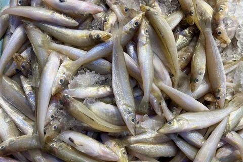 Tiny silver fish grouped together representing fresh anchovy seafood and fi.. 库存照片