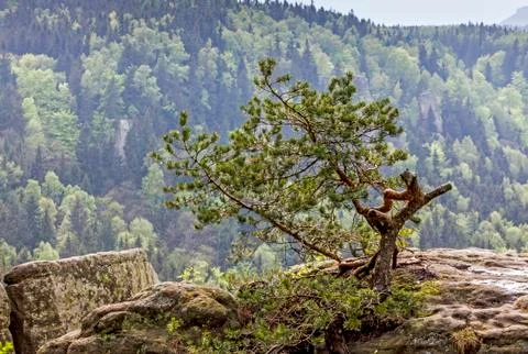 Tiny single pine growing from rock Stock Photos