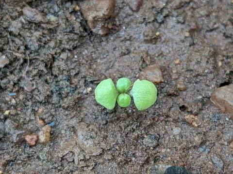 Tiny size Plant Closeup shot Stock Photos