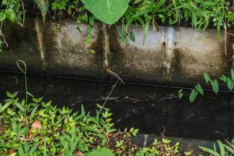 Tiny Skink Clinging to a Concrete Ditch Foto stock