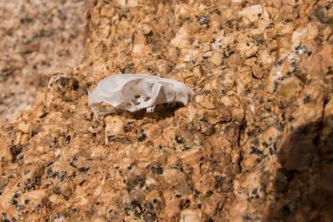 Tiny Skull Stock Photos