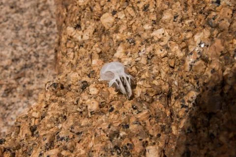 Tiny Skull Stock Photos